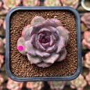 Echeveria 'Mirine' 2" Succulent Plant Cutting