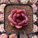 Echeveria 'Sharman' 1"-2" Succulent Plant Cutting