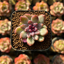 Echeveria 'Chanel Rose' 1" Succulent Plant Cutting