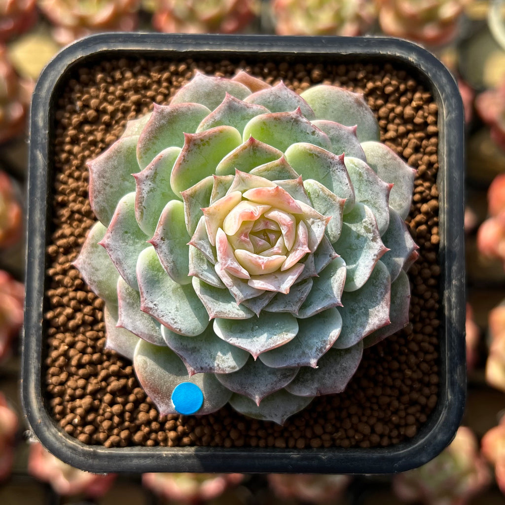 Echeveria 'Modal' 2