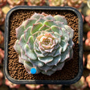 Echeveria 'Modal' 2" Succulent Plant Cutting