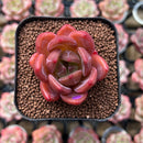 Echeveria 'Sharman' 1"-2" Succulent Plant Cutting