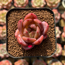 Echeveria 'Sharman' 1"-2" Succulent Plant Cutting
