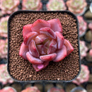 Echeveria 'Sharman' 1"-2" Succulent Plant Cutting