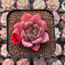 Echeveria 'Sharman' 1"-2" Succulent Plant Cutting