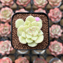 Echeveria 'White Swan' 1" Succulent Plant Cutting