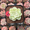 Echeveria 'White Swan' 1" Succulent Plant Cutting