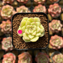 Echeveria 'White Swan' 1" Succulent Plant Cutting