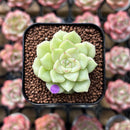 Echeveria 'White Swan' 1" Succulent Plant Cutting
