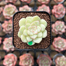 Echeveria 'White Swan' 1" Succulent Plant Cutting