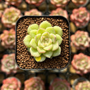 Echeveria 'White Swan' 1" Succulent Plant Cutting