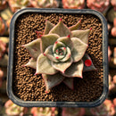 Echeveria 'Jade Star' Variegated 2" Succulent Plant Cutting