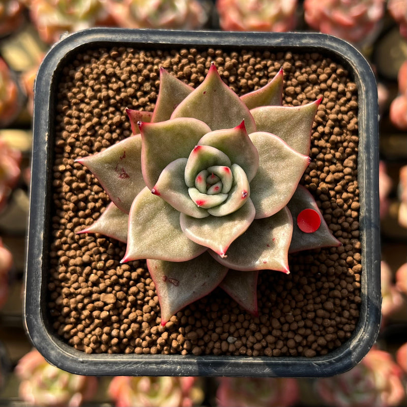 Echeveria 'Jade Star' Variegated 2