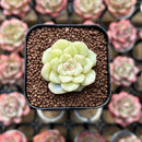 Echeveria 'White Swan' 1" Succulent Plant Cutting