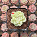 Echeveria 'White Swan' 1" Succulent Plant Cutting