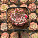 Echeveria 'Cherry Blossom' 1" Type B Succulent Plant Cutting