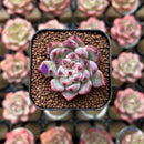 Echeveria 'Cherry Blossom' 1" Type B Succulent Plant Cutting