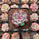 Echeveria 'Cherry Blossom' 1" Type B Succulent Plant Cutting
