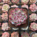 Echeveria 'Cherry Blossom' 1" Type B Succulent Plant Cutting