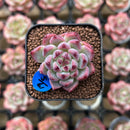 Echeveria 'Cherry Blossom' 1" Type B Succulent Plant Cutting