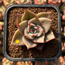Echeveria 'Jade Star' Variegated 2" Succulent Plant Cutting