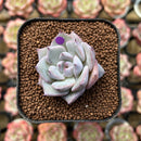 Echeveria 'Larega' 1" Succulent Plant Cutting