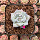 Echeveria 'Larega' 1" Succulent Plant Cutting