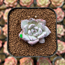 Echeveria 'Larega' 1" Succulent Plant Cutting