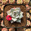 Echeveria 'Larega' 1" Succulent Plant Cutting
