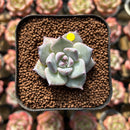 Echeveria 'Larega' 1" Succulent Plant Cutting