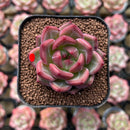 Echeveria 'Charlotte' 1"-2" Succulent Plant Cutting