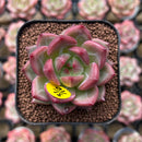 Echeveria 'Charlotte' 1"-2" Succulent Plant Cutting