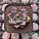 Echeveria 'Charlotte' 1"-2" Succulent Plant Cutting