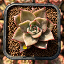 Echeveria 'Jade Star' Variegated 2" Succulent Plant Cutting