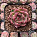 Echeveria 'Charlotte' 1"-2" Succulent Plant Cutting