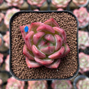 Echeveria 'Charlotte' 1"-2" Succulent Plant Cutting