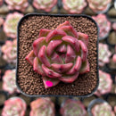 Echeveria 'Charlotte' 1"-2" Succulent Plant Cutting