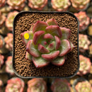 Echeveria 'Charlotte' 1"-2" Succulent Plant Cutting