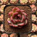 Echeveria 'Charlotte' 1"-2" Succulent Plant Cutting