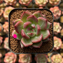 Echeveria 'Charlotte' 1"-2" Succulent Plant Cutting