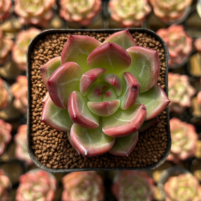 charlotte succulents Echeveria 'Charlotte' 1"-2" Succulent Plant Cutting