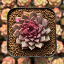 Echeveria 'Cindy' 1"-2" Succulent Plant Cutting