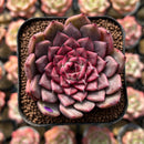 Echeveria 'Cindy' 1"-2" Succulent Plant Cutting