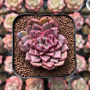 Echeveria 'Cindy' 1"-2" Succulent Plant Cutting