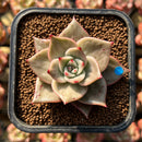 Echeveria 'Jade Star' Variegated 2" Succulent Plant Cutting