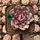 Echeveria 'Cindy' 1"-2" Succulent Plant Cutting