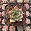 Echeveria Agavoides 'Wrinkle Maria' 1" Succulent Plant Cutting