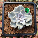 Echeveria 'Crispate Beauty' 2"-3" Powdery Succulent Plant Cutting