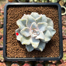 Echeveria 'Crispate Beauty' 2"-3" Powdery Succulent Plant Cutting