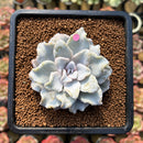 Echeveria 'Crispate Beauty' 2"-3" Powdery Succulent Plant Cutting